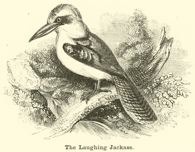 A nevető jackass alkotó: English School