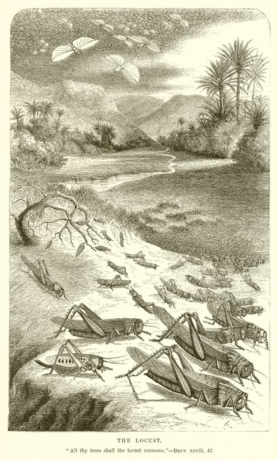 A sáska alkotó: English School