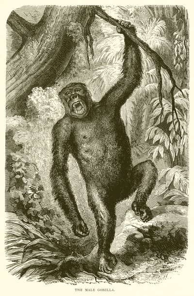 A hím gorilla alkotó: English School