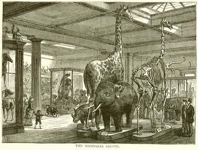 Der Säugetiersalon von English School