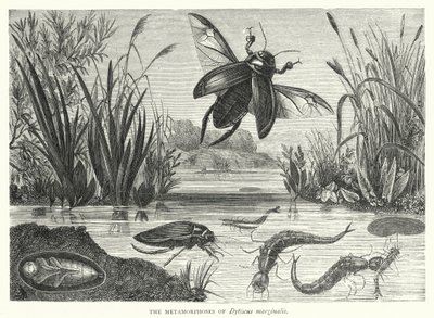 A Dytiscus marginalis metamorfózisai (metszet) alkotó: English School