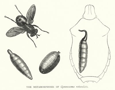 A Gymnosoma rotundata metamorfózisai (metszet) alkotó: English School