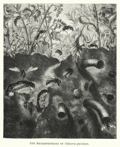 Odynerus parietum metamorfózisa (metszet) alkotó: English School