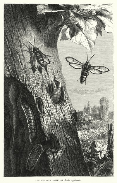 A Sesia apiformis metamorfózisai (metszet) alkotó: English School