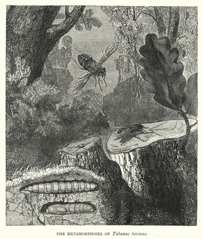 A Tabanus bovinus metamorfózisa (metszet) alkotó: English School