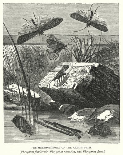 A Caddis legyek, a Phryganea flavicornis, a Phryganea rhombica és a Phryganea fusca metamorfózisa (metszet) alkotó: English School