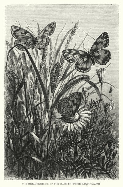 A márványfehérke, Arge galathea metamorfózisa (metszet) alkotó: English School