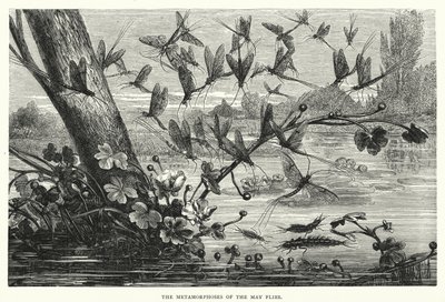 Die Metamorphosen der Maifliegen von English School