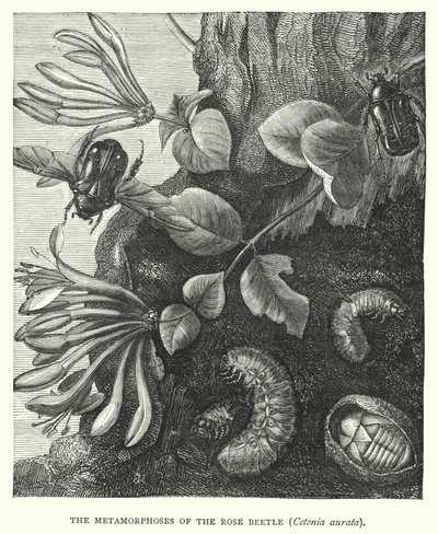 A rózsabogár, Cetonia aurata metamorfózisa (metszet) alkotó: English School