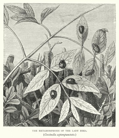 A nősténymadár, Coccinella septempunctata metamorfózisa (metszet) alkotó: English School