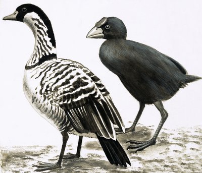 A Ne-Ne vagy hawaii liba és Takahe madár alkotó: English School