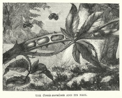 Az Osmia aurulenta és fészke (metszet) alkotó: English School