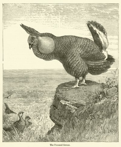 The Pinnated Grouse (metszet) alkotó: English School