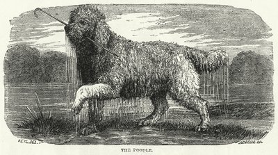 Az uszkár (metszet) alkotó: English School