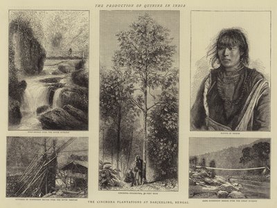 A kinin előállítása Indiában (metszet) alkotó: English School