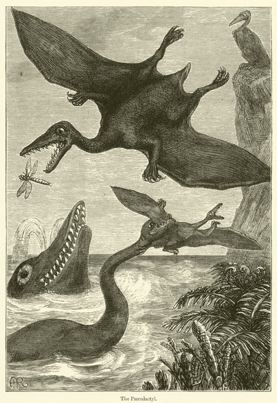 A pterodaktilusz (metszet) alkotó: English School