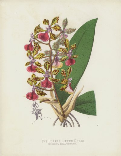 A lila ajkú Oncid, Oncidium Haematochilum alkotó: English School
