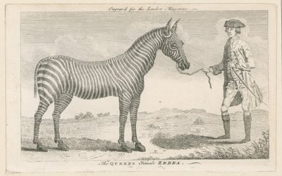 A Queens női zebra alkotó: English School