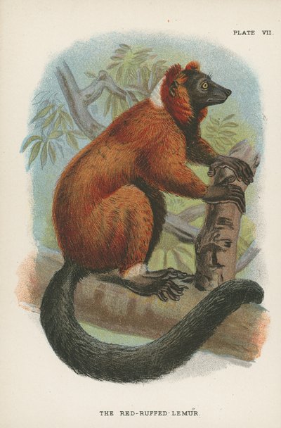 A vörös bolyhos maki alkotó: English School