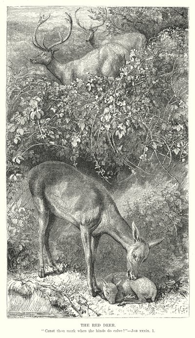 A gímszarvas (metszet) alkotó: English School