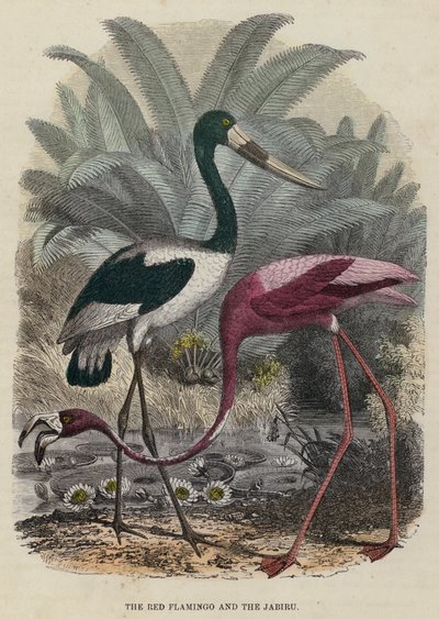 A vörös flamingó és a jabiru (színes metszet) alkotó: English School