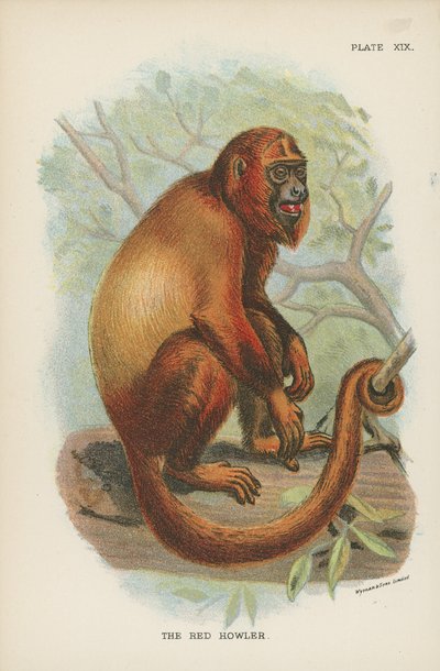 A Vörös Üvöltő alkotó: English School