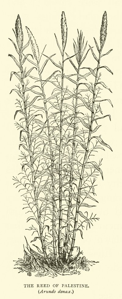 Palesztina nádasa, Arundo donax alkotó: English School