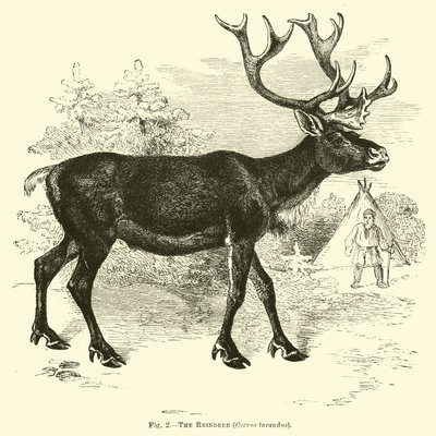 A rénszarvas, Cervus tarandus alkotó: English School
