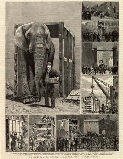 A Jumbo eltávolítása alkotó: English School