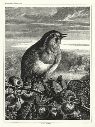 A Robin (metszet) alkotó: English School