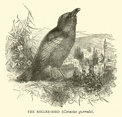 Roller-madár, Coracias garrula alkotó: English School