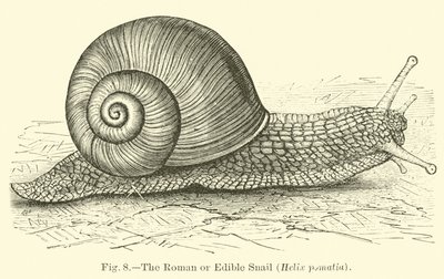 A római vagy ehető csiga (Helix pomatia) alkotó: English School