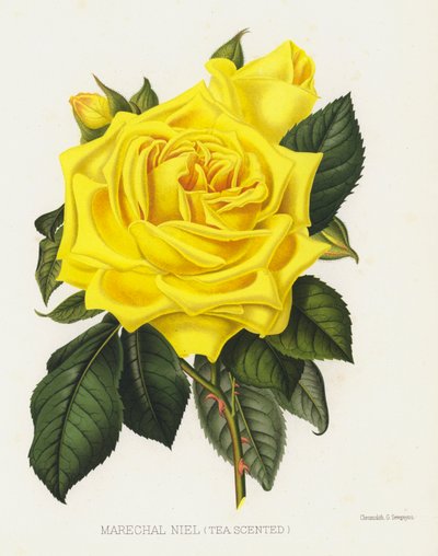 A Rózsakert: Marechal Niel, Teaillatú alkotó: English School