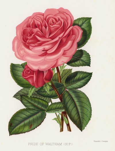 Rózsakert: Waltham büszkesége, HP alkotó: English School