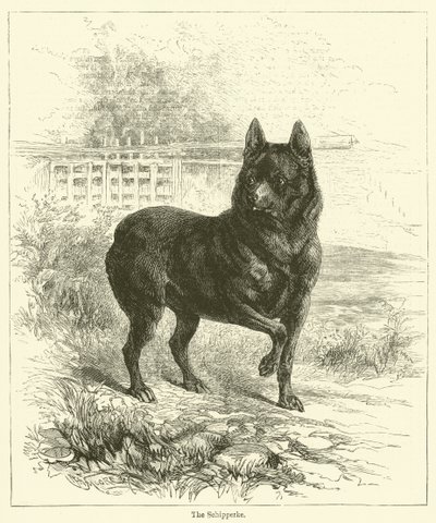 A Schipperke (metszet) alkotó: English School