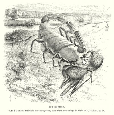 A skorpió (metszet) alkotó: English School