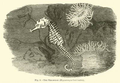 Tengeri ló, Hippocampus brevirostris alkotó: English School