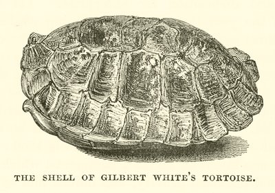 Gilbert White teknősbéka páncélja (metszet) alkotó: English School