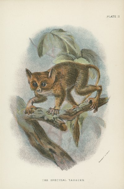 A Spectral Tarsier alkotó: English School