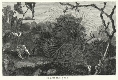 A pók alkotása (metszet) alkotó: English School