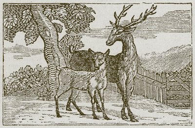 A szarvas és az őzike (metszet) alkotó: English School