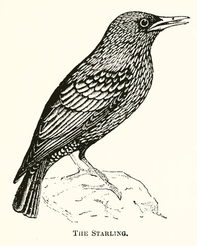 A Starling alkotó: English School