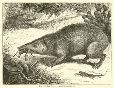 A Tanrec, Centetes ecaudatus alkotó: English School