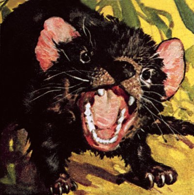 A tasmán ördög alkotó: English School