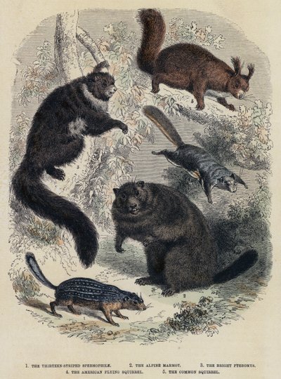 A tizenhárom csíkos spermofil, az alpesi mormota, a fényes pteromys, az amerikai repülő mókus, a közönséges mókus (színes metszet) alkotó: English School