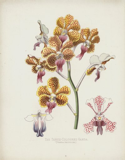 A háromszínű Vanda, Vanda Tricolor alkotó: English School