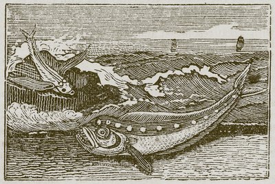 A nyuszi és a delfin (metszet) alkotó: English School