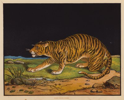 A tigris (színes litográfia) alkotó: English School