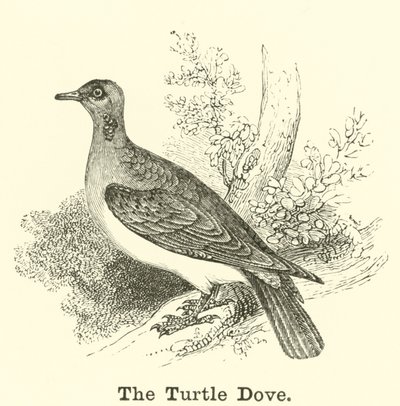 A Turtle Dove alkotó: English School