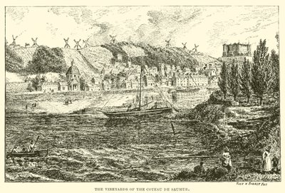 A Coteau de Saumur szőlőskertjei (metszet) alkotó: English School